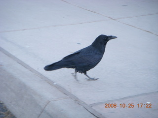 Bryce Canyon - raven