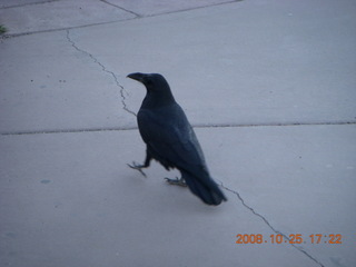 Bryce Canyon - raven