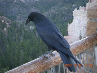 Bryce Canyon - raven