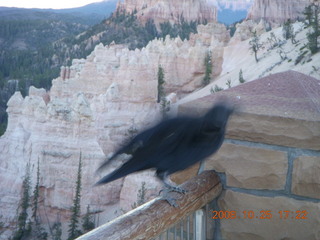 Bryce Canyon - raven and hoodoos