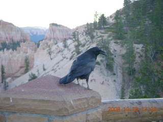 Bryce Canyon - raven and hoodoos
