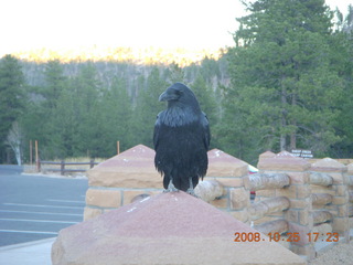 Bryce Canyon - raven and trees