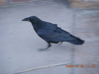 Bryce Canyon - raven