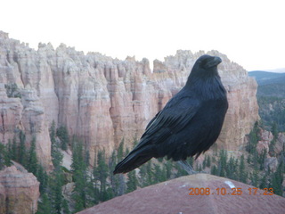 Bryce Canyon - raven and hoodoos