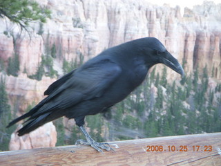 Bryce Canyon - raven and hoodoos