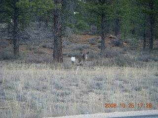 Bryce Canyon - mule deer
