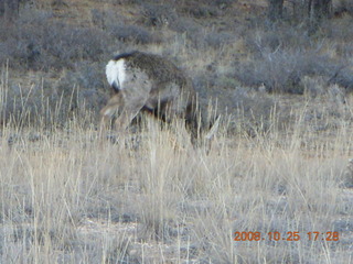 Bryce Canyon - mule deer
