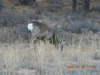 Bryce Canyon - mule deer