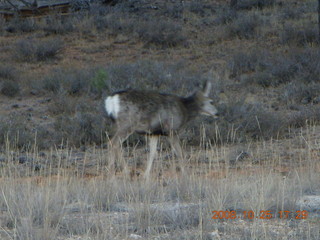 Bryce Canyon - mule deer