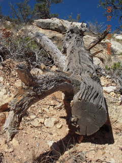 Bryce Canyon - Fairyland trail - tree cross section