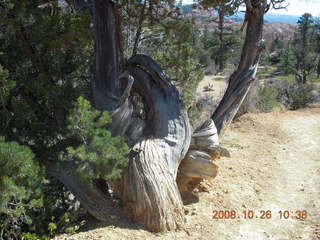 Bryce Canyon - Fairyland trail
