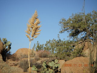 Bagdad run