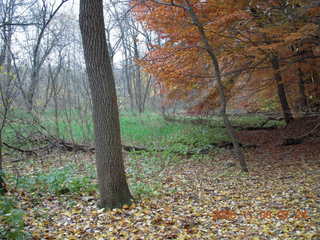 Pennypack Park run