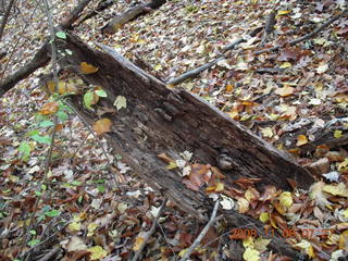 Pennypack Park run