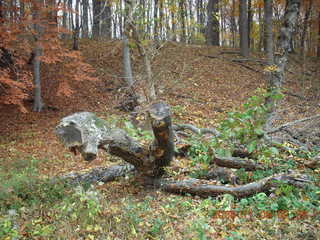 Pennypack Park run