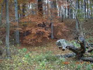 Pennypack Park run