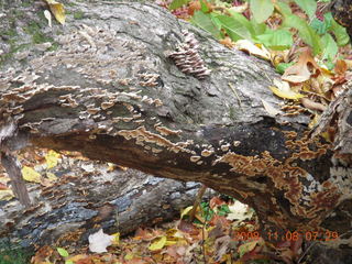 Pennypack Park run