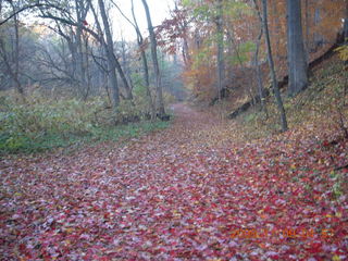 leaves I caught in the air on yesterday's run