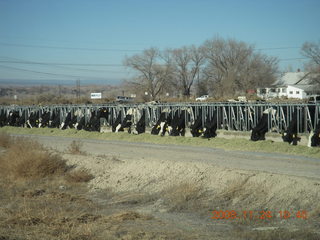120 6pq. cattle feeding on roadside