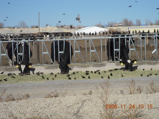cattle feeding along the road