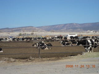 cattle feeding along the road