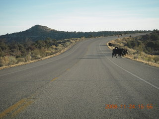 306 6pq. cows on the road to Canyonlands