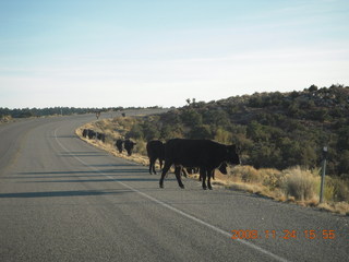 307 6pq. cows on the road to Canyonlands