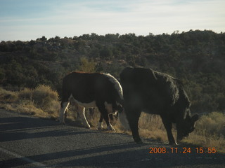 cows on the road to Canyonlands