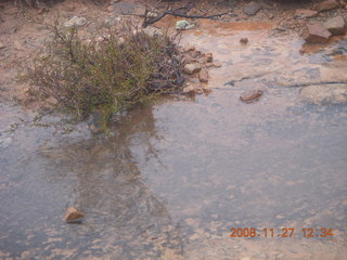 275 6pt. Canyonlands National Park - Lathrop trail hike - plants reflected in pothole puddle