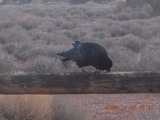 96 6pu. Canyonlands National Park - raven