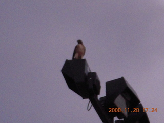 306 6pu. hawk at Deer Valley Airport (DVT)