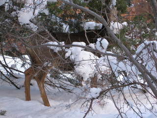 beth's Saturday zion-trip pictures - Zion National Park - Angels Landing hike - Debbie