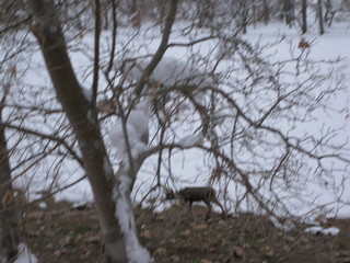 beth's Sunday zion-trip pictures - Zion National Park