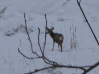 beth's Sunday zion-trip pictures - Zion National Park - mule deer