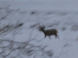 beth's Sunday zion-trip pictures - Zion National Park - mule deer