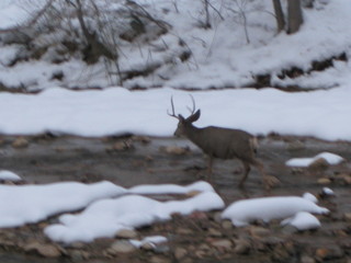 beth's Sunday zion-trip pictures - Zion National Park