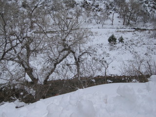 beth's Sunday zion-trip pictures - Zion National Park - mule deer