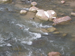 31 6qh. beth's Sunday zion-trip pictures - Zion National Park - duck