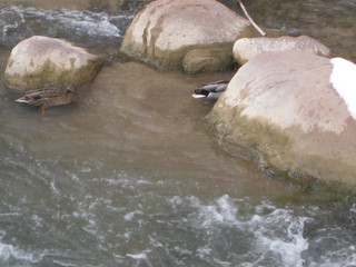 beth's Sunday zion-trip pictures - Zion National Park - duck