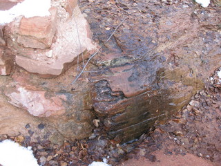 beth's Sunday zion-trip pictures - Zion National Park - Emerald Ponds hike