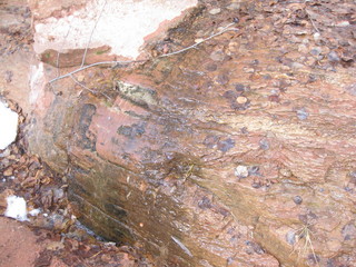 beth's Sunday zion-trip pictures - Zion National Park - Emerald Ponds hike