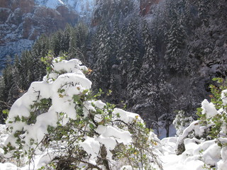 beth's Sunday zion-trip pictures - Zion National Park - Emerald Ponds hike - Adam