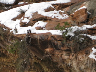 beth's Sunday zion-trip pictures - Zion National Park - Emerald Ponds hike