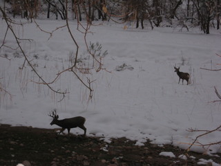 debbie's Zion-trip pictures - mule deer at dawn