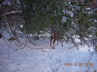 Zion National Park - Angels Landing hike - mule deer