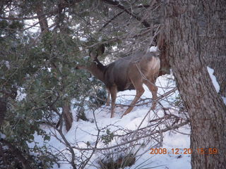 Zion National Park - Angels Landing hike - mule deer