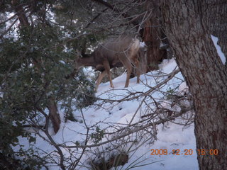 Zion National Park - Angels Landing hike - mule deer