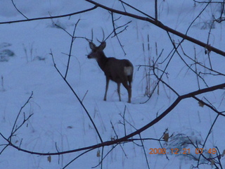 Zion National Park - mule deer