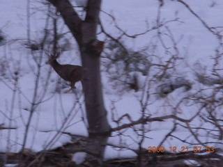 Zion National Park - mule deer