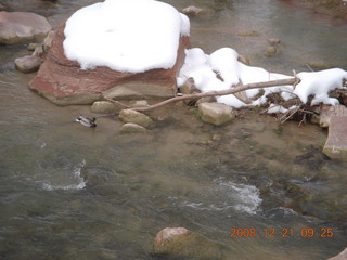 Zion National Park - Emerald Pools hike - duck